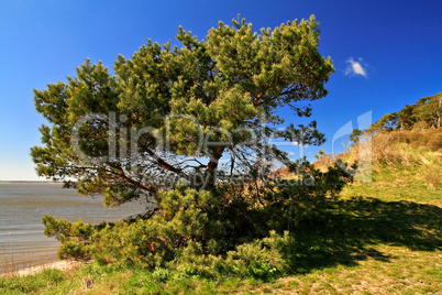 Baum am Achterwasser