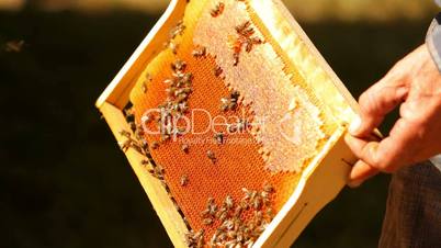 Honey in the apiary