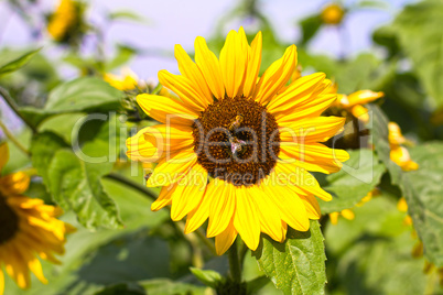 Sonnenblume mit Biene