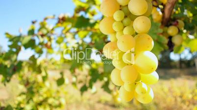 Juicy Grapes