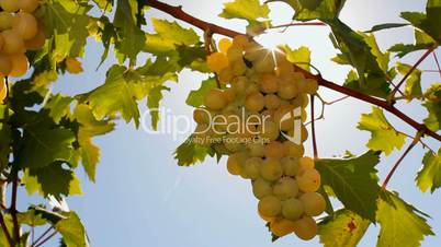 The grapes in the sun