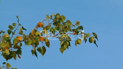 Poplar branch