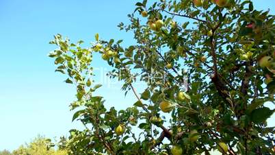 The apple tree with ripe apples