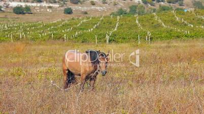 The horse in the Vineyard