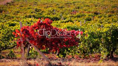 Vineyards with red petals