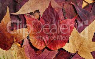farbige Herbstblaetter