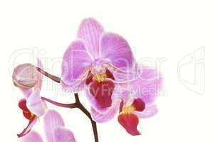 Orchidee