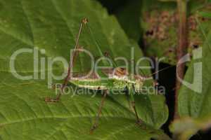 Zartschrecke (Leptophyes punctatissima) / Speckled bush-cricket