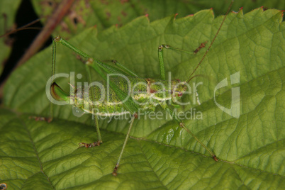 Zartschrecke (Leptophyes punctatissima) / Speckled bush-cricket