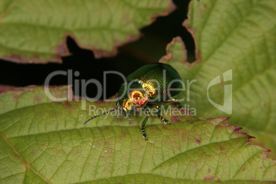 Prachtkaefer (Buprestidae) /Jewel beetle (Buprestidae)