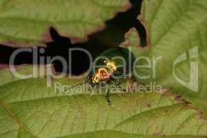 Prachtkaefer (Buprestidae) /Jewel beetle (Buprestidae)