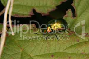 Prachtkaefer (Buprestidae) /Jewel beetle (Buprestidae)