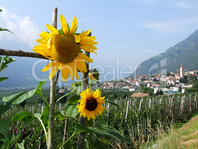 Sonnenblume im Vinschgau
