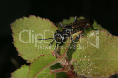 Schlupfwespe (Ichneumonidae) / Ichneumon wasp (Ichneumonidae)