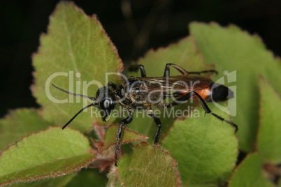 Schlupfwespe (Ichneumonidae) / Ichneumon wasp (Ichneumonidae)
