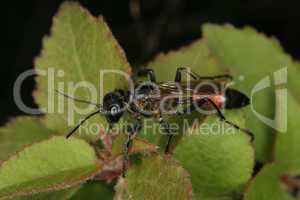Schlupfwespe (Ichneumonidae) / Ichneumon wasp (Ichneumonidae)