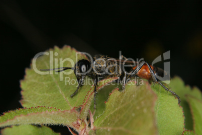 Schlupfwespe (Ichneumonidae) / Ichneumon wasp (Ichneumonidae)