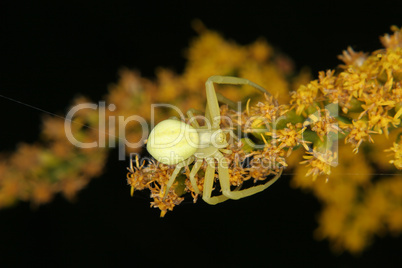 Veraenderliche Krabbenspinne / Goldenrod crab spider (Misumena v