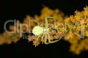 Veraenderliche Krabbenspinne / Goldenrod crab spider (Misumena v