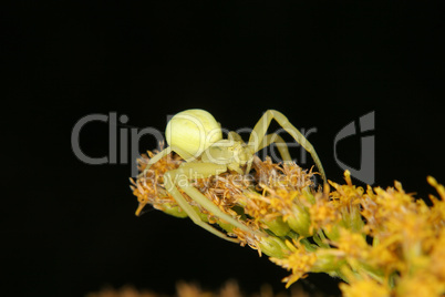 Veraenderliche Krabbenspinne / Goldenrod crab spider (Misumena v