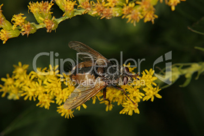 Schmeissfliege (Calliphoridae) / Blowfly (Calliphoridae)