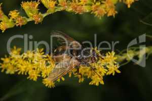 Schmeissfliege (Calliphoridae) / Blowfly (Calliphoridae)