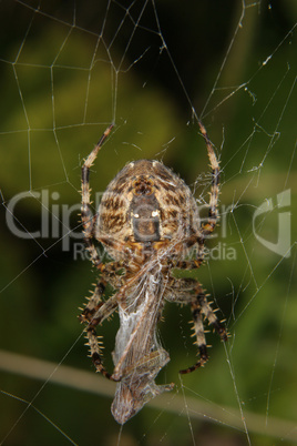 Gartenkreuzspinne / European garden spider (Araneus diadematus)