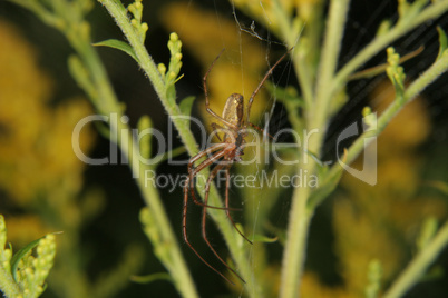 Vierfleckkreuzspinne (Araneus quadratus) / Four-spot orb-weaver