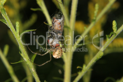 Vierfleckkreuzspinne (Araneus quadratus) / Four-spot orb-weaver