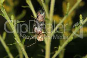 Vierfleckkreuzspinne (Araneus quadratus) / Four-spot orb-weaver