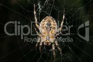Gartenkreuzspinne / European garden spider (Araneus diadematus)