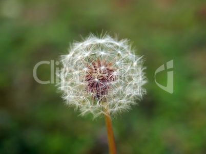 Dandelion