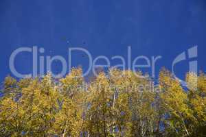 yellow trees and blue sky