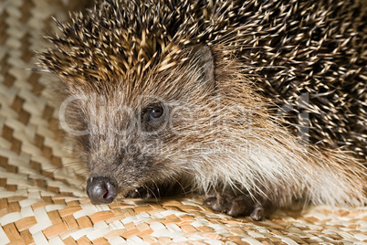 hedgehog