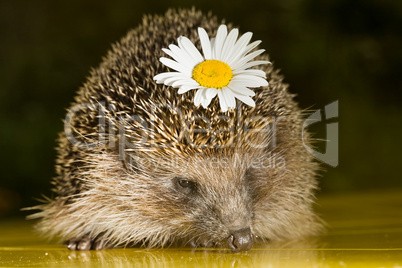 hedgehog with flower