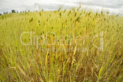 field of wheat