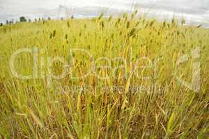 field of wheat