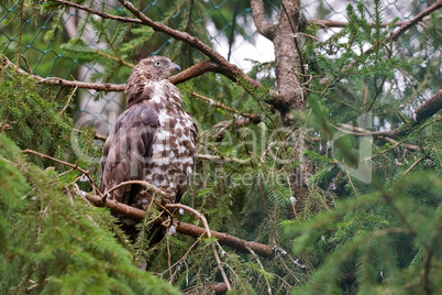 hawk sits on a tree