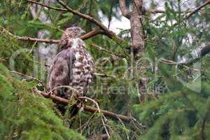 hawk sits on a tree