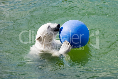 polar bear with ball