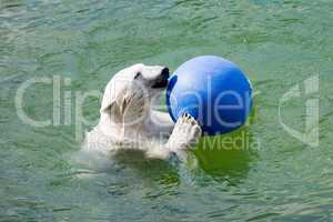polar bear with ball