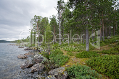 pine-wood ashore lake