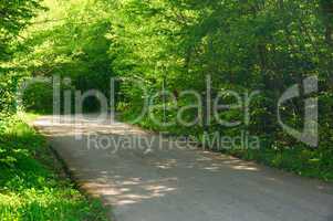 Road in the forest