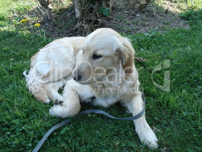 Junger Golden Retriever