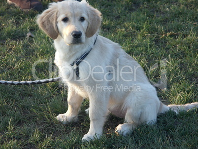 Golden Retriever, 3 Monate alt