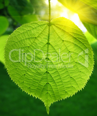 green leaf and sunlight