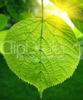 green leaf and sunlight