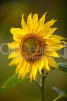 Sonnenblume Helianthus annuus auf Feld im Sommer