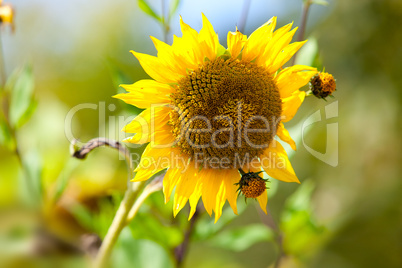 Sonnenblume Helianthus annuus auf Feld im Sommer