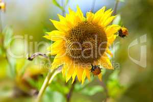 Sonnenblume Helianthus annuus auf Feld im Sommer